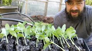 Transplanting Cucumbers and Squash [upl. by Millian]