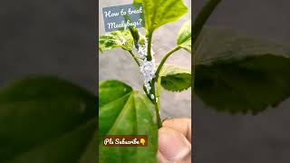 Mealybug Treatment  Hibiscus Plant [upl. by Barthold]