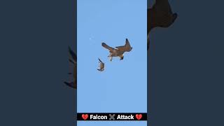 Falcon attack kill pigeon  kabutar kabootar kabootarbazi pigeon falcon attack shorts [upl. by Bryon]