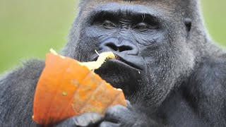 Koko beloved gorilla that mastered sign language dies [upl. by Cuda]