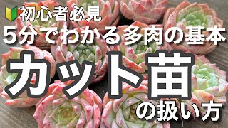 【多肉植物】5分でわかる多肉の基本 カット苗の管理方法 ＃多肉＃多肉植物＃多肉の育て方 [upl. by Fernando952]