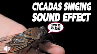 Summer Cicada Sounds In Southern Ontario Canada [upl. by Acirre]