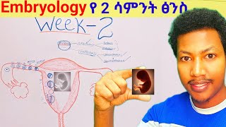 Week  2️⃣ Embryology የሁለተኛው ሳምንት የፅንስ እድገት embryo week two developmentalbiology ethiopia [upl. by Maclay]