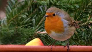 chant des oiseaux relaxant [upl. by Veljkov]