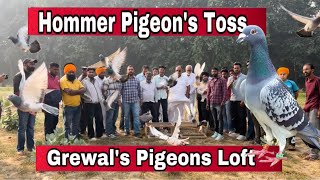 Patiala to Ludhiana Hommer pigeons Race Hommer Pigeons Toss By Grewal ‘ Loft Ludhiana [upl. by Yared]