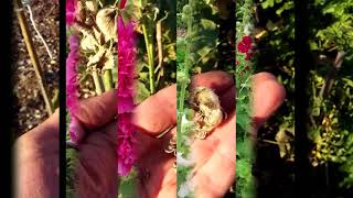 Harvesting amp drying doublebloom hollyhock 🏵️ seeds [upl. by Ynavoeg]