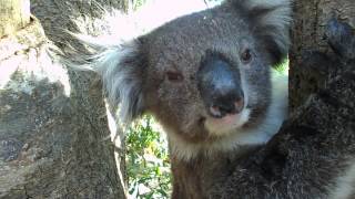 Wild koala receiving a pat [upl. by Eisus]