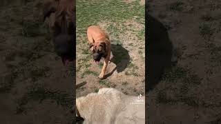 Kangal vs Boerboel vs Akita inu 😮😮 [upl. by Rosamund]