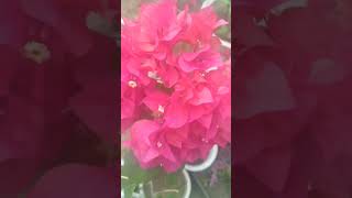 I LOVE BOUGAINVILLEA [upl. by Anor]