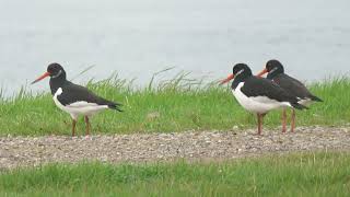 Eurasian Oystercatcher Haematopus ostralegus Rozenburg ZH the Netherlands 10 Nov 2024 21 [upl. by Abijah434]