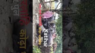 khabar kodha thana kshetr kikisan presan  Katihar Bihar [upl. by Rothwell273]