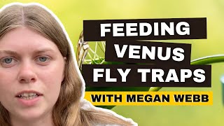 How To Feed A Venus Fly Trap Tips From Megan Webb [upl. by Roze443]