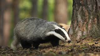 The sound of a badger [upl. by Lowney]