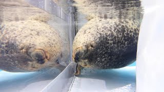 【まるすぎるアザラシ】 眠たそうなユキちゃん （Ringed seal  Yuki） [upl. by Amekahs]