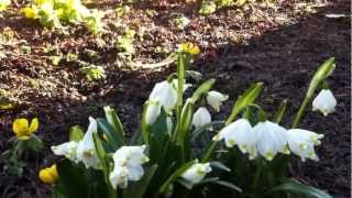 The Spring SnowflakeLeucojum vernum [upl. by Euqinaj]