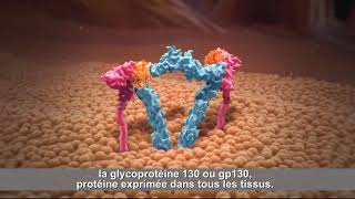 Mécanisme d’action de l’interleukine6 et régulation de l’inflammation [upl. by Lorrimor]