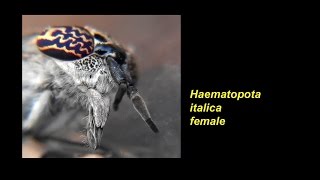 Haematopota italica [upl. by Cerellia]