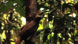 Blackbilled Sicklebill [upl. by Omoj]