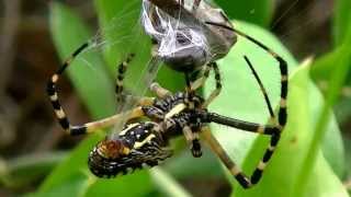 Black and Yellow Argiope Spider Attacking a Mud Wasp [upl. by Xeno955]