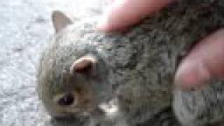 Mr Baby Squirrel gets the ultimate spa treatment [upl. by Garson]