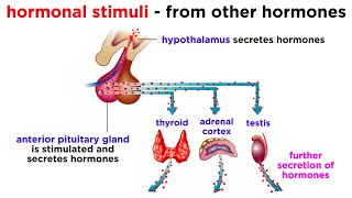 The Endocrine System [upl. by Samtsirhc527]