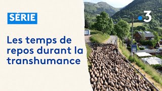 La transhumance  une aventure qui demande du repos [upl. by Ramma]