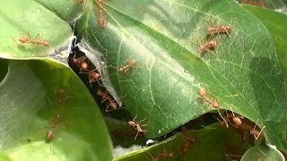 Weaver Ants Oecophylla in Tamilnadu India [upl. by Haliehs]