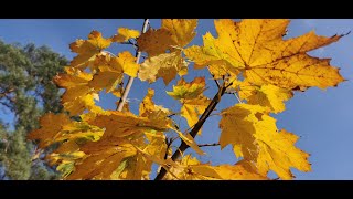 Herbstvideo im Novembernebel [upl. by Kcirdez559]