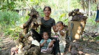 Harvest wild tubers to sell at the market  cook yams to eat with your children [upl. by Nnalorac]