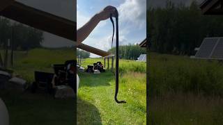 GIANT Garter Snake on the Homestead [upl. by Friedlander370]