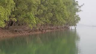 Sundarbans mangrove forest [upl. by Ajnin]