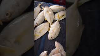 మండపేట చేపల మార్కెట్ mandapeta pulasa fish fishing santha fishmarket eastgodavari [upl. by Freeman]