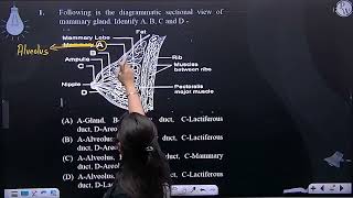 Following is the diagrammatic sectional view of mammary gland Identify A B C and D [upl. by Atiroc]