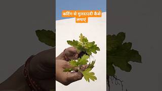 Cutting se guldaudi kaise lagaen shortsvideo gardening shikhavinayshashank [upl. by Wurster]