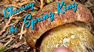 Chasing Spring King Boletes Boletus rexveris in the PNW  Spring Mushroom Hunting amp Edible Plants [upl. by Meng]