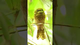 Frogmouth Not an owl but nocturnal wildlife birds [upl. by Gertruda]