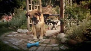 Pedigree DentaStix Commercial 2016 [upl. by Alan331]