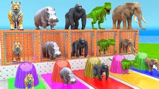 Elephant Tiger Gorilla Hippo TRex 3d Animal Long Slide Game Funny 3d Paint Animals Cage Game [upl. by Rye]