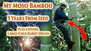 My Bamboo Grove is Getting BIG  2020 Annual Update [upl. by Nottus]