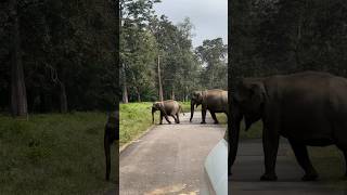 Nagarhole to Kutta Road Elephant Sightings elephant shorts youtubeshort youtube shortsfeed [upl. by Dewey]