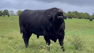 Magnificent Angus bull explains the business of cattle ranching in one minute flat [upl. by Avenej]