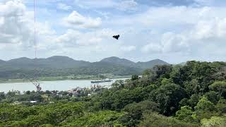 View of Panama Canal from Gamboa Rainforest [upl. by Ettesoj913]