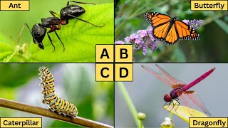 ABC Insects for Kids  Learn AZ Insect Names and Fun Facts [upl. by Kirchner]