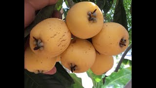 Loquats easy to grow my 3 varieties growing in California [upl. by Avevoneg]