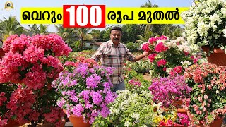 വെറും 100 രൂപ മുതൽ 150000 വരെയുള്ള Bougainvillea കൾ  3 ഏക്കറിലെ മനോഹരമായ Bougainvillea garden [upl. by Eedebez]