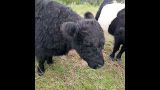 Mysty and Megan Miniture Belted Galloways [upl. by Tressa942]