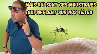 Comment se débarrasser des moustiques simplement mosquito moustique [upl. by Gayler]