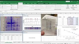 Análisis de Gel SDS PAGE Gráfico dispersión y cálculos [upl. by Kirkpatrick]