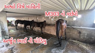 dog ni reval chal 😂arjun bhai na ghoda ane ghoda ni mahiti viralvideo horse tranding horselover [upl. by Acinhoj249]