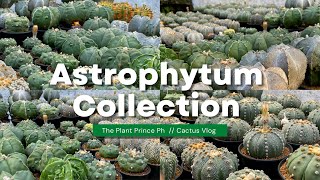 My Entire Astrophytum Cactus Collection 🌵💚🥰  Cactus Tour [upl. by Savory]